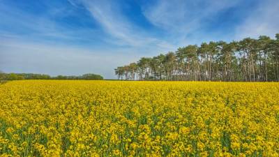 Rapsfelder rund um Mangelsdorf