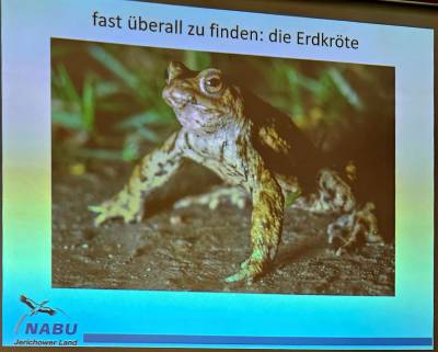 Erdkröte