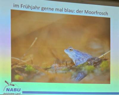 Moorfrosch
